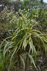 Lomandra insularis