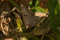 Plecopterodes moderata