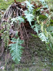 Polypodium interjectum