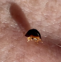 Chilocorus nigritus