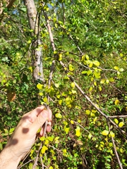 Erythroxylum brevipes