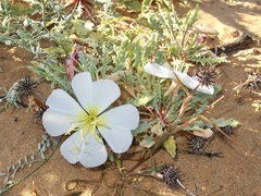 Oenothera deltoides