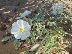 Oenothera deltoides