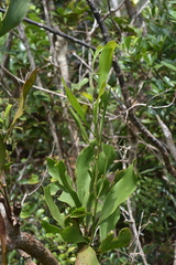 Exocarpos phyllanthoides