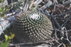 Mammillaria gaumeri