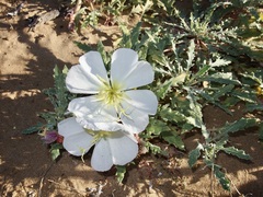 Oenothera deltoides