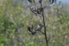 Campylorhynchus yucatanicus