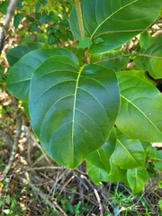Pisonia subcordata