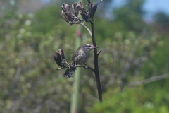 Campylorhynchus yucatanicus
