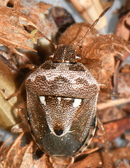 Stagonomus bipunctatus