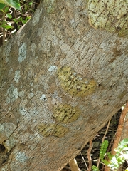 Pisonia subcordata