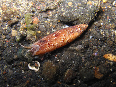 Terebellum terebellum