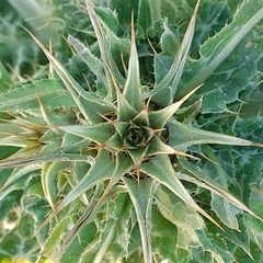 Silybum marianum