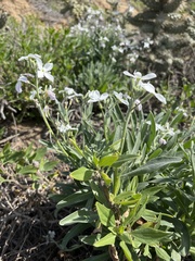 Matthiola incana