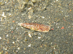 Terebellum terebellum