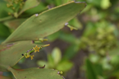 Exocarpos phyllanthoides