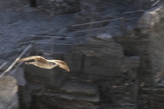 Larus michahellis