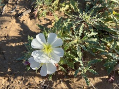 Oenothera deltoides