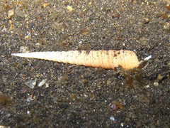 Terebra funiculata