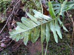 Polypodium interjectum