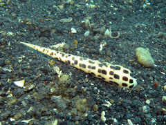 Terebra subulata