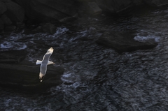 Larus michahellis