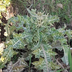 Silybum marianum