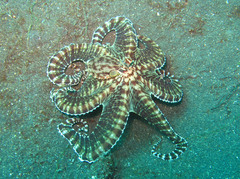 Thaumoctopus mimicus