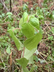 Physalis peruviana