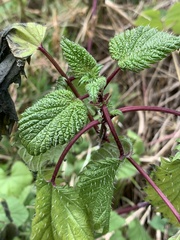 Urtica pilulifera