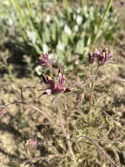 Cordylanthus capitatus