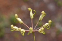 Stenocarpus umbelliferus