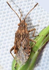 Stictopleurus crassicornis