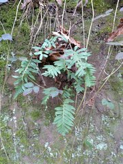 Polypodium interjectum