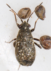 Stygnocoris
