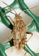 Stictopleurus crassicornis