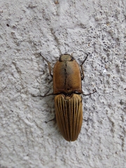 Chalcolepidius