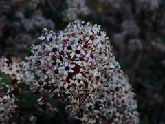 Ceanothus crassifolius