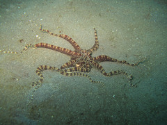 Thaumoctopus mimicus