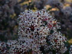 Ceanothus crassifolius