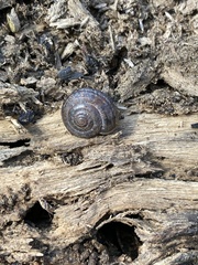Helminthoglypta cypreophila