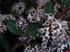 Ceanothus crassifolius
