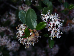 Ceanothus crassifolius