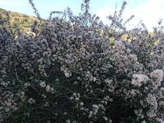 Ceanothus crassifolius