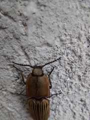 Chalcolepidius