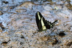 Heraclides hectorides