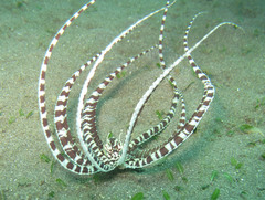 Thaumoctopus mimicus