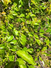 Eugenia biflora