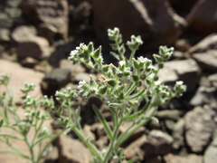Cryptantha