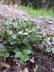 Cardamine glacialis